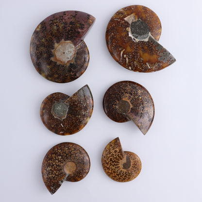 Ammonite Shell Set of 6 - Expert Wholesale and Supplier of Wholesale Crystals & Bulk Gemstones, ["Ammonite","shells"]