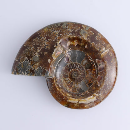 Ammonite Bowls Set of 4 - Expert Wholesale and Supplier of Wholesale Crystals & Bulk Gemstones, ["Ammonite","close_30","Madagascar","shells"]