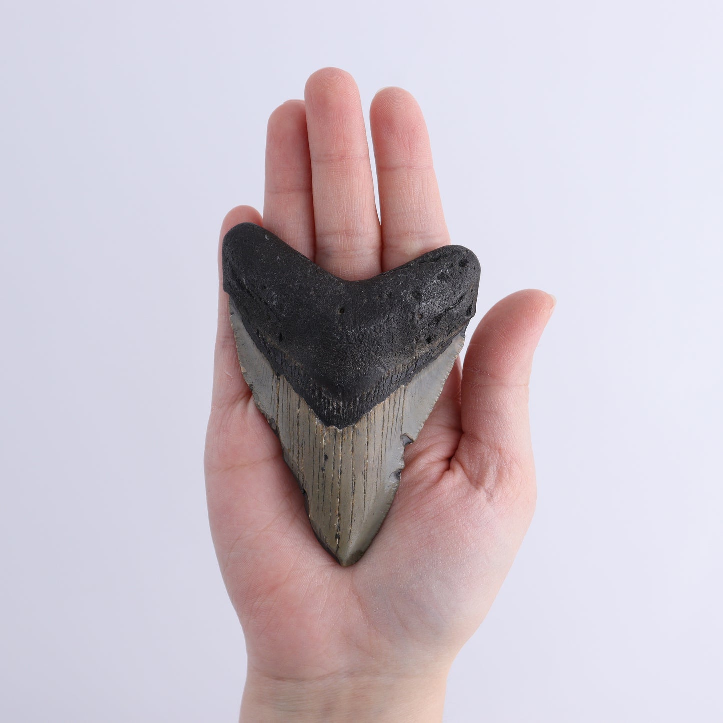 Megalodon Teeth Set of 2 - Expert Wholesale and Supplier of Wholesale Crystals & Bulk Gemstones, ["Megalodon Teeth","United States"]