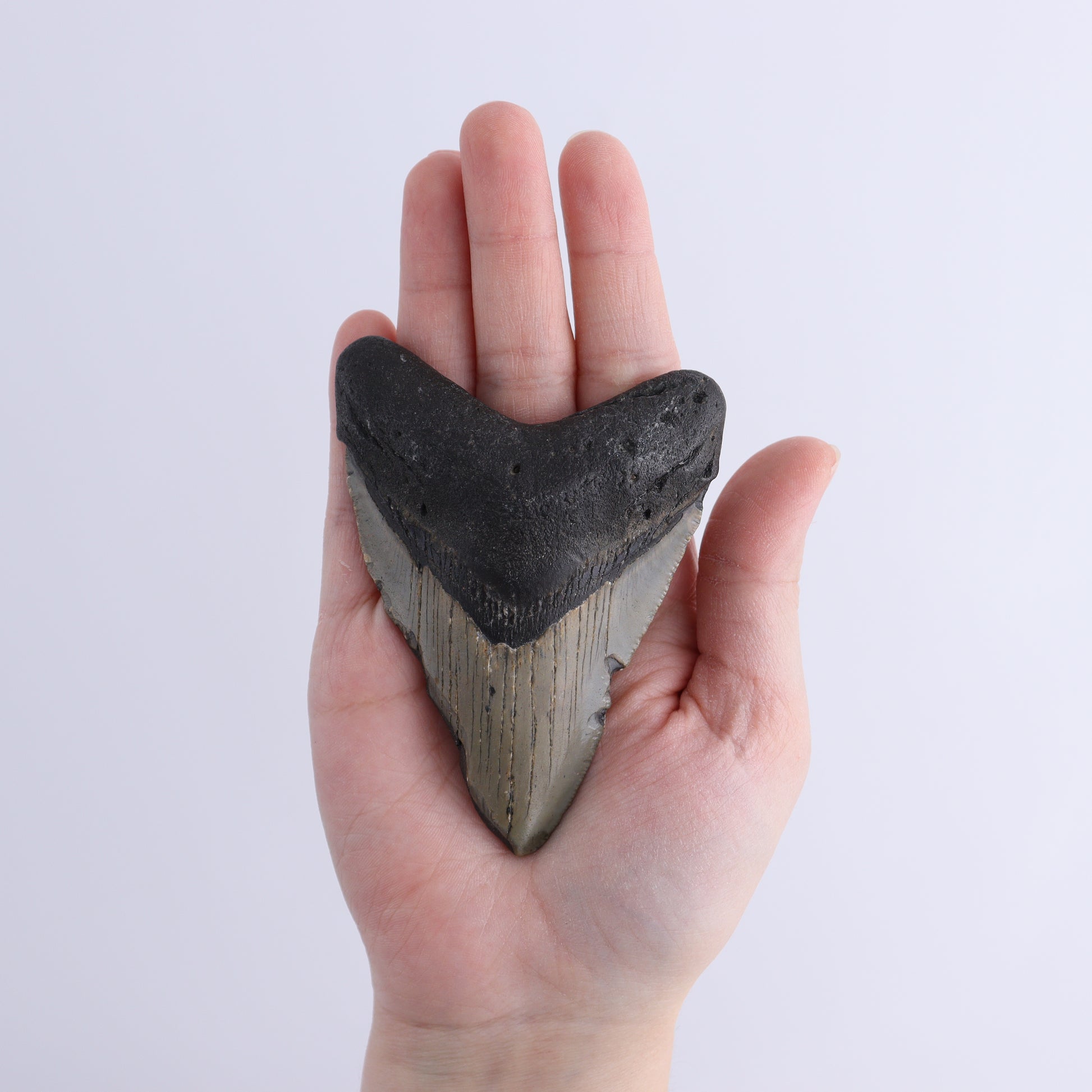 Megalodon Teeth Set of 2 - Expert Wholesale and Supplier of Wholesale Crystals & Bulk Gemstones, ["Megalodon Teeth","United States"]