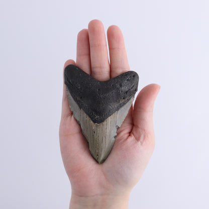 Megalodon Teeth Set of 2 - Expert Wholesale and Supplier of Wholesale Crystals & Bulk Gemstones, ["Megalodon Teeth","United States"]