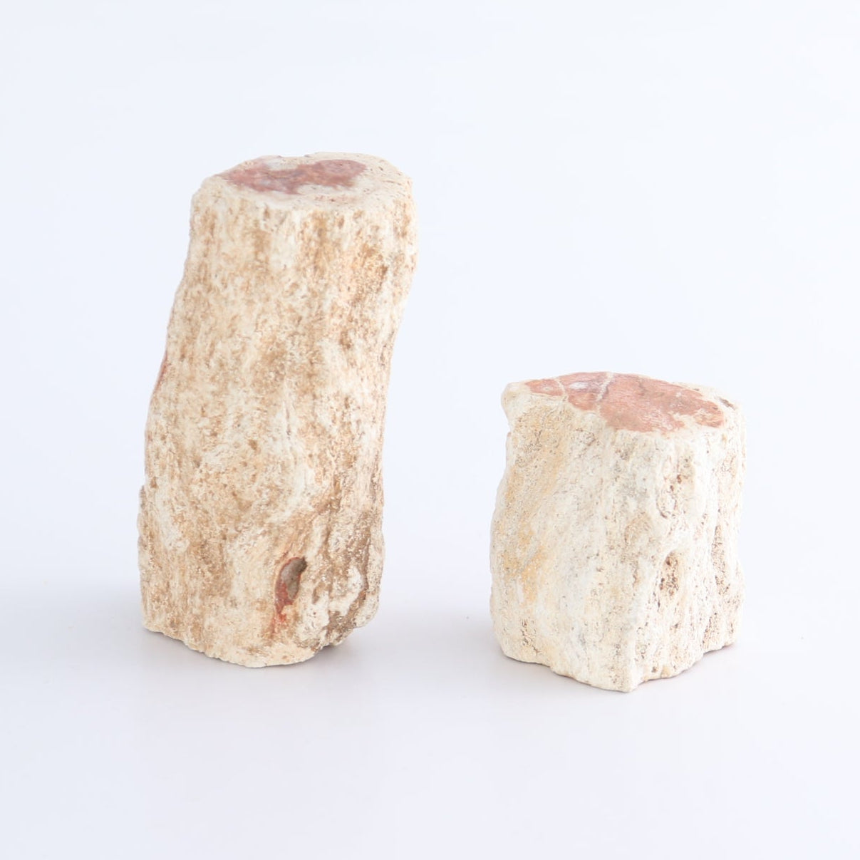 Petrified Wood Cut Bases Set of 8