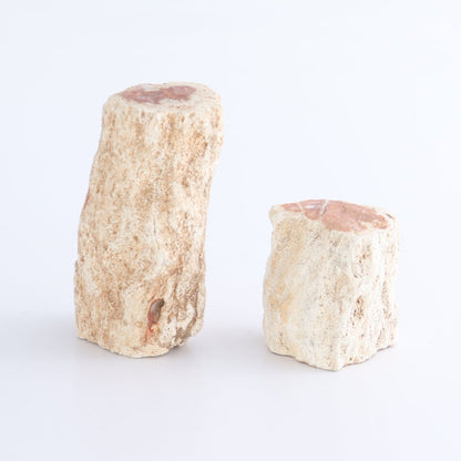 Petrified Wood Cut Bases Set of 8
