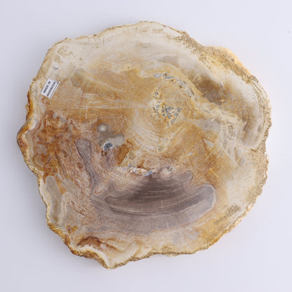 Petrified Wood Slices & Slabs Set of 3 - Expert Wholesale and Supplier of Wholesale Crystals & Bulk Gemstones, ["Freeforms","Indonesia","Petrified Wood","Slices and Slabs"]