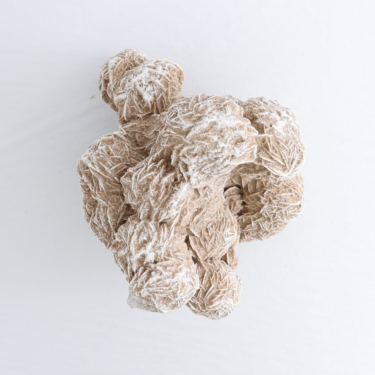 Desert Rose Set of 2