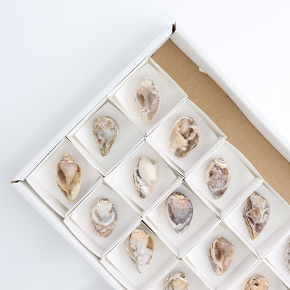 Crystalized Shells Set of 15