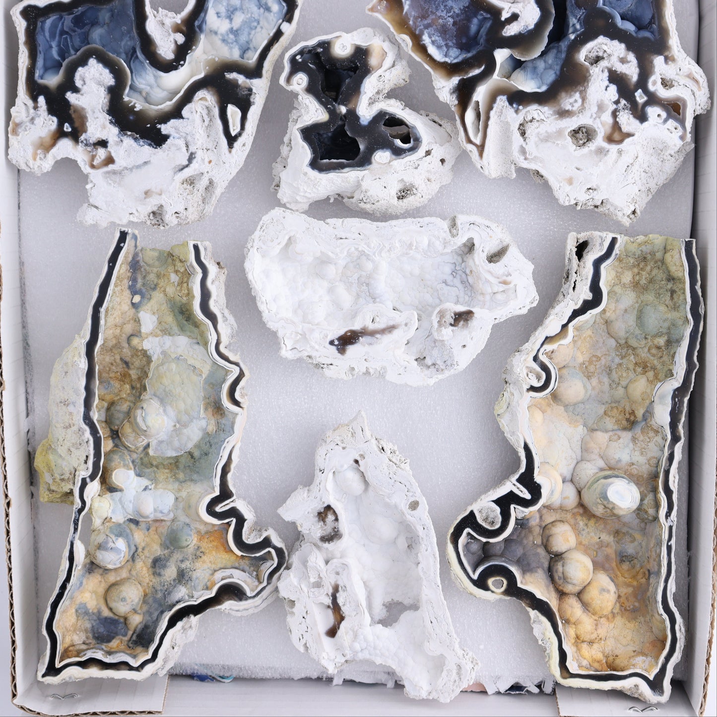 Agatized Coral Flat - Expert Wholesale and Supplier of Wholesale Crystals & Bulk Gemstones, ["Agate","Agatized Coral","Coral","United States"]