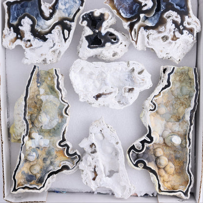 Agatized Coral Flat - Expert Wholesale and Supplier of Wholesale Crystals & Bulk Gemstones, ["Agate","Agatized Coral","Coral","United States"]