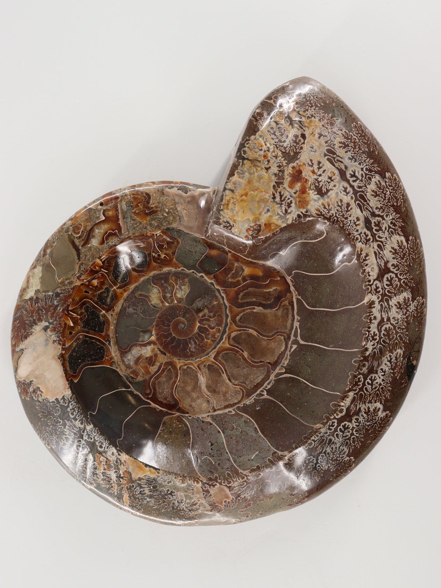 Ammonite Bowl - Expert Wholesale and Supplier of Wholesale Crystals & Bulk Gemstones, []
