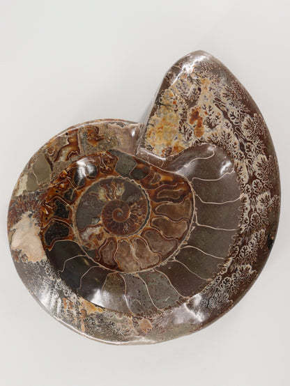 Ammonite Bowl - Expert Wholesale and Supplier of Wholesale Crystals & Bulk Gemstones, []