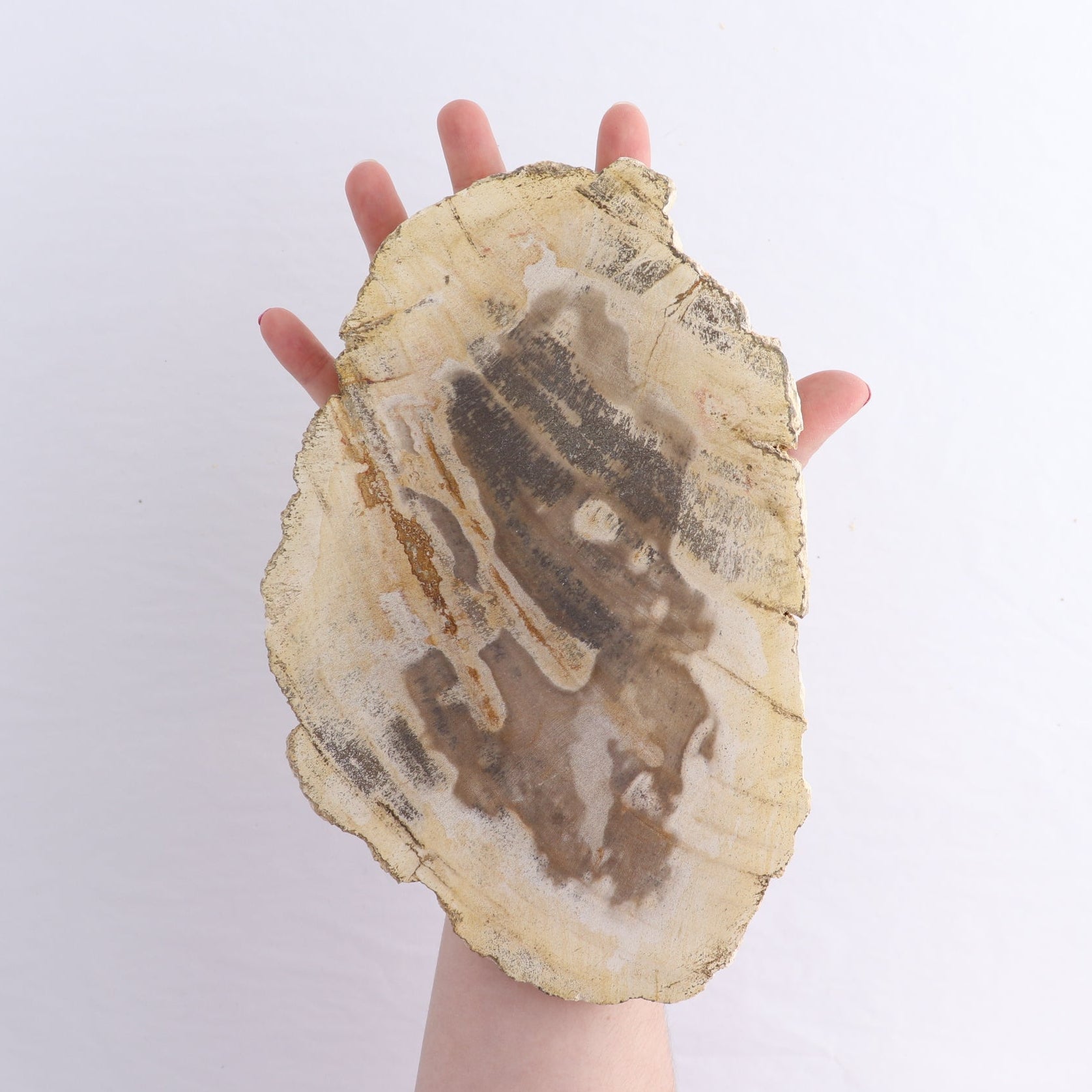 Petrified Wood Slices & Slabs Set of 4 - Expert Wholesale and Supplier of Wholesale Crystals & Bulk Gemstones, ["Freeforms","Indonesia","Petrified Wood","Slices and Slabs"]