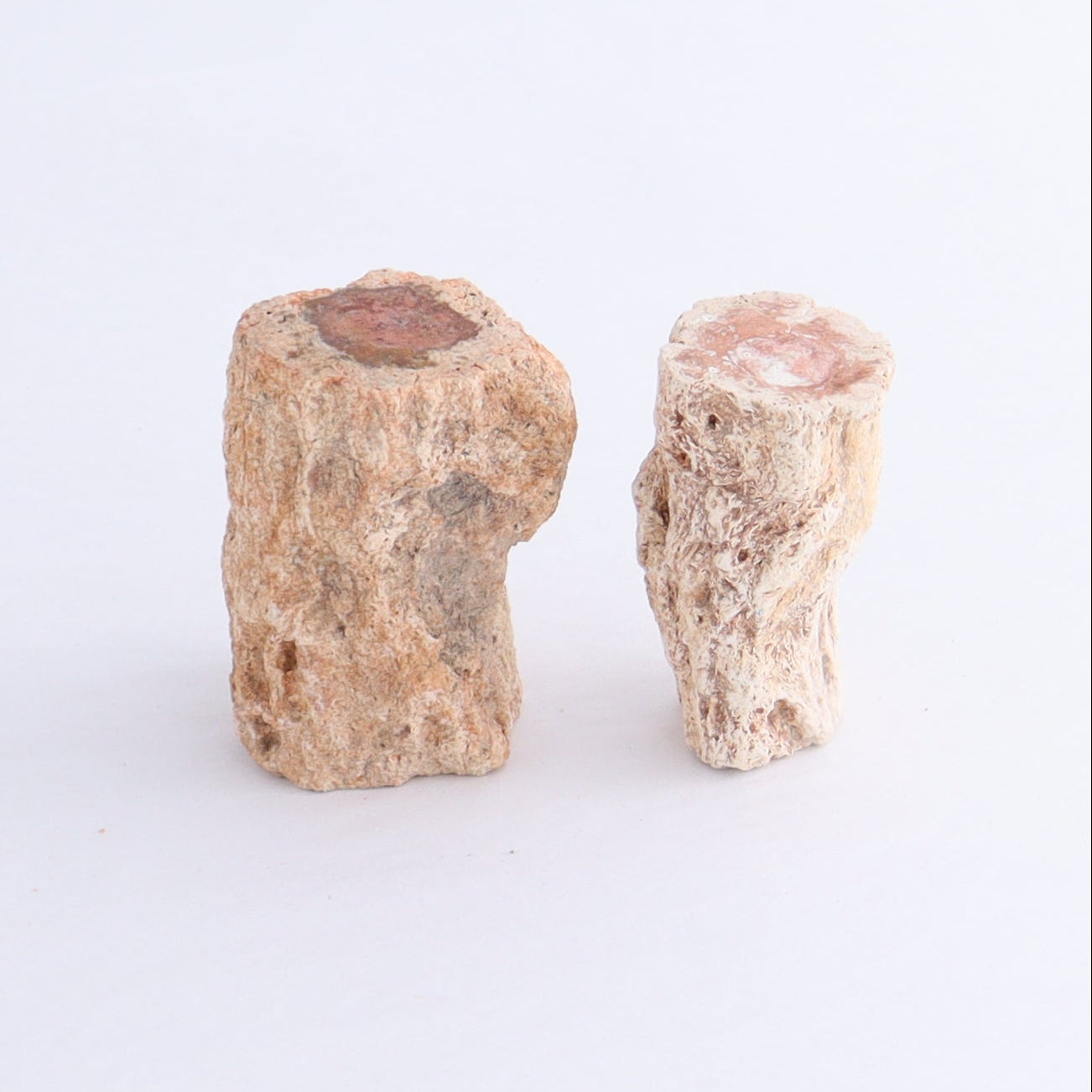 Petrified Wood Cut Bases Set of 10 - Expert Wholesale and Supplier of Wholesale Crystals & Bulk Gemstones, ["Cut Base","Petrified Wood"]