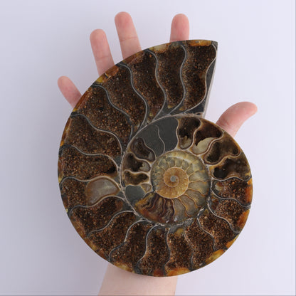 Ammonite Pair - Expert Wholesale and Supplier of Wholesale Crystals & Bulk Gemstones, ["Ammonite","Madagascar","shells"]