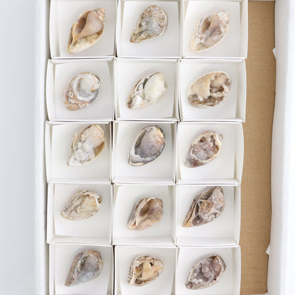 Crystalized Shells Set of 15