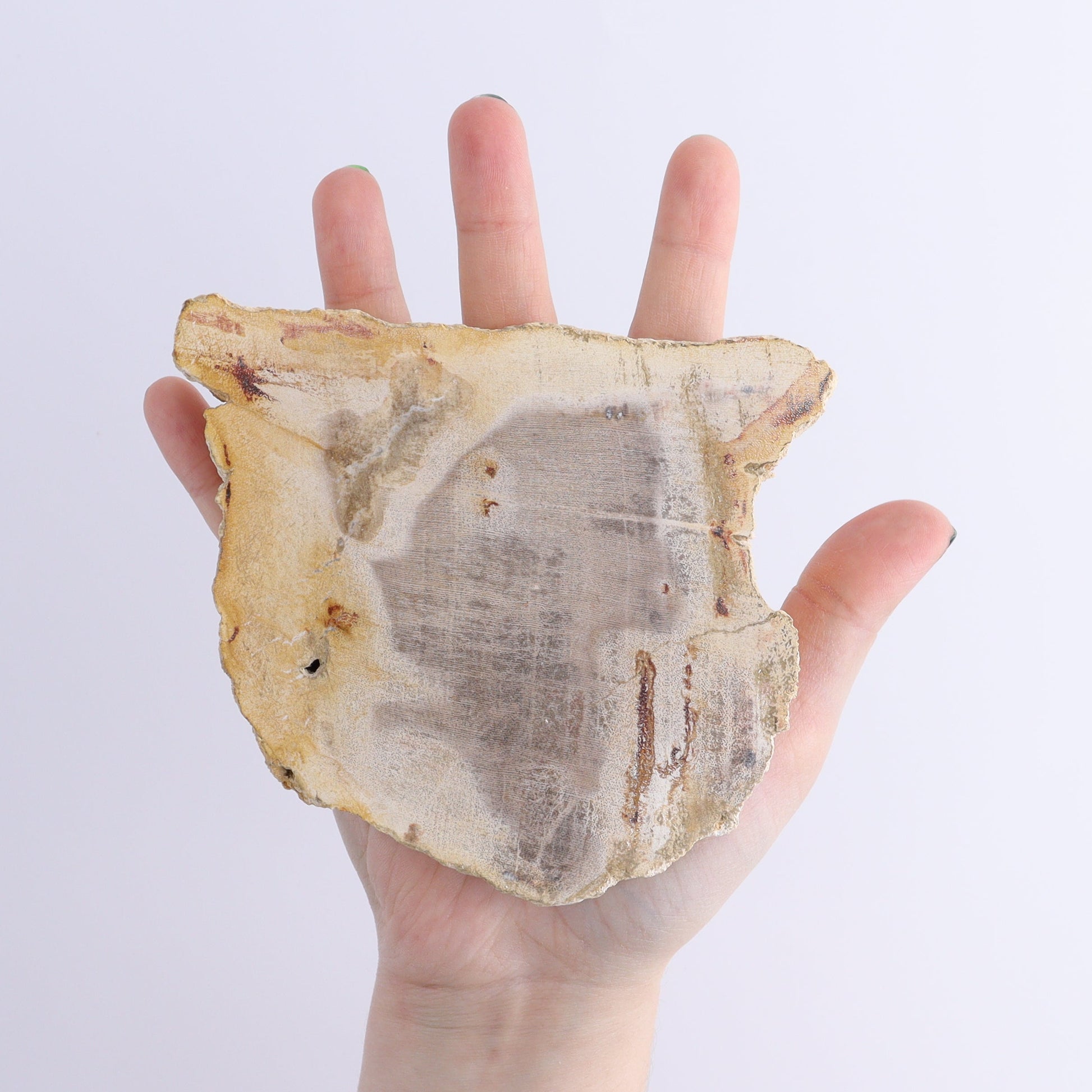 Petrified Wood Slices & Slabs Set of 5 - Expert Wholesale and Supplier of Wholesale Crystals & Bulk Gemstones, ["Freeforms","Indonesia","Petrified Wood","Slices and Slabs"]
