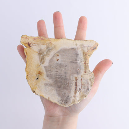 Petrified Wood Slices & Slabs Set of 5 - Expert Wholesale and Supplier of Wholesale Crystals & Bulk Gemstones, ["Freeforms","Indonesia","Petrified Wood","Slices and Slabs"]