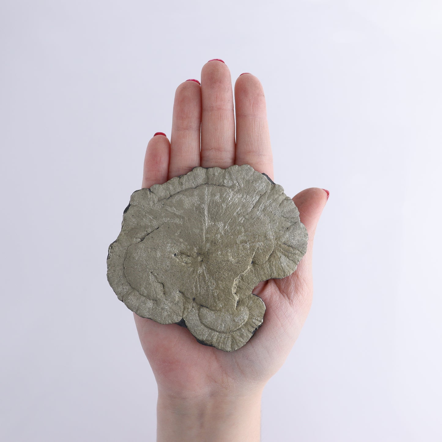 Pyrite Suns Flat of 12 - Expert Wholesale and Supplier of Wholesale Crystals & Bulk Gemstones, ["Pyrite","Suns","United States"]