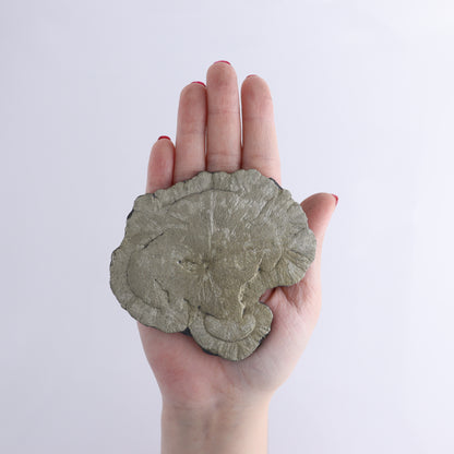 Pyrite Suns Flat of 12 - Expert Wholesale and Supplier of Wholesale Crystals & Bulk Gemstones, ["Pyrite","Suns","United States"]