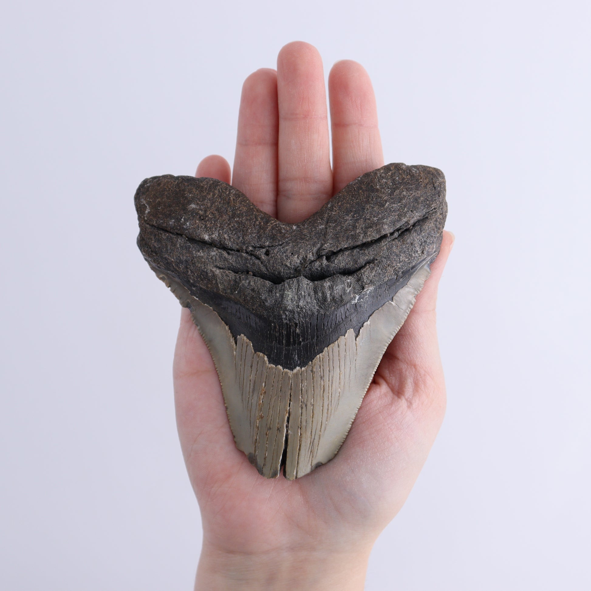 Megalodon Teeth Set of 2 - Expert Wholesale and Supplier of Wholesale Crystals & Bulk Gemstones, ["Megalodon Teeth","United States"]