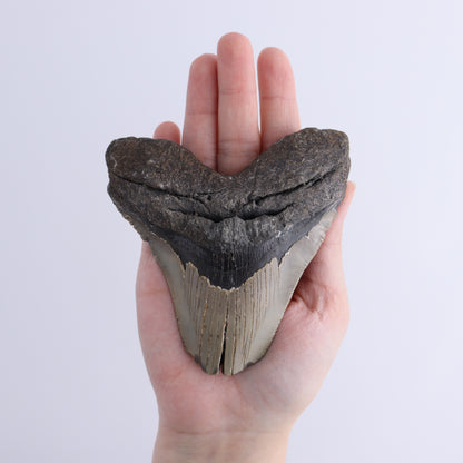 Megalodon Teeth Set of 2 - Expert Wholesale and Supplier of Wholesale Crystals & Bulk Gemstones, ["Megalodon Teeth","United States"]