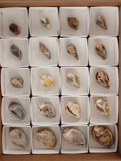 Fossil Shell Flat Set of 20 - Expert Wholesale and Supplier of Wholesale Crystals & Bulk Gemstones, []