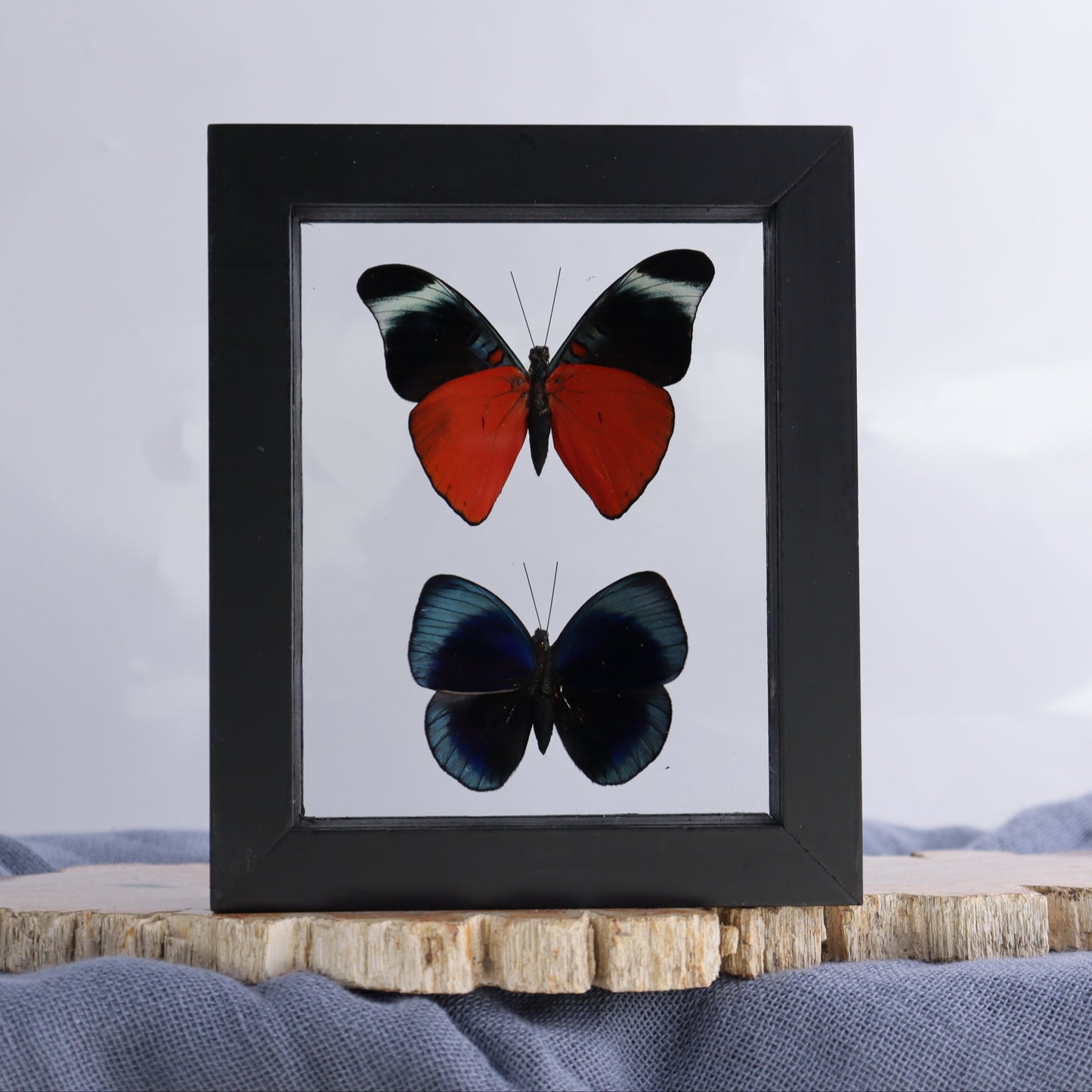 Butterfly Specimens Shadowbox Set of 5 - Expert Wholesale and Supplier of Wholesale Crystals & Bulk Gemstones, ["Butterflies","Butterfly Specimens","Peru","Shadowbox"]