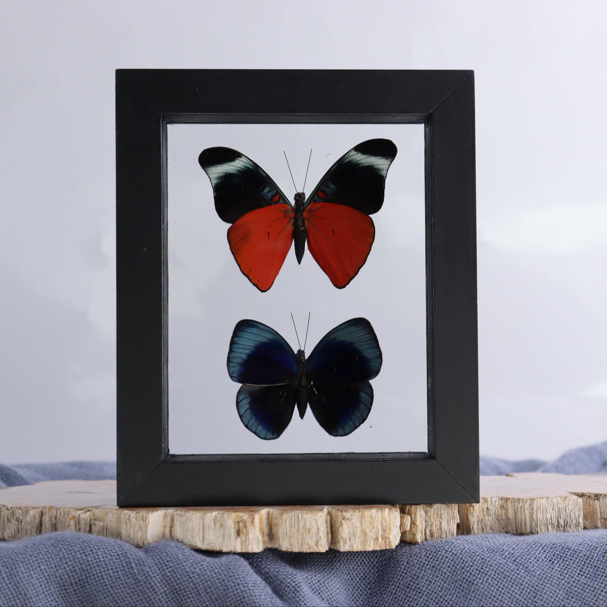 Butterfly Specimens Shadowbox Set of 5 - Expert Wholesale and Supplier of Wholesale Crystals & Bulk Gemstones, ["Butterflies","Butterfly Specimens","Peru","Shadowbox"]
