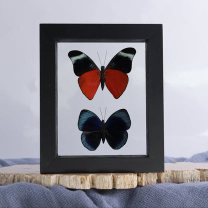 Butterfly Specimens Shadowbox Set of 5 - Expert Wholesale and Supplier of Wholesale Crystals & Bulk Gemstones, ["Butterflies","Butterfly Specimens","Peru","Shadowbox"]