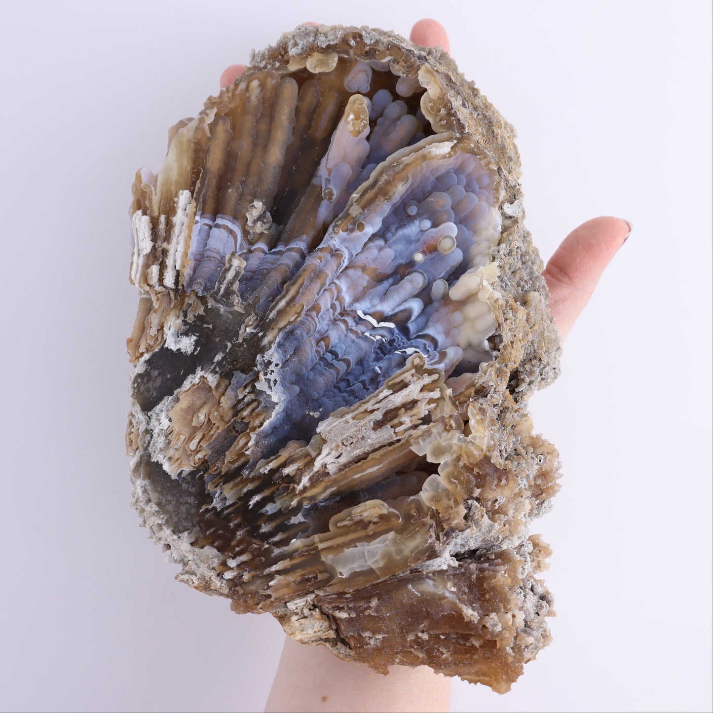 Agatized Coral Flat - Expert Wholesale and Supplier of Wholesale Crystals & Bulk Gemstones, ["Agate","Agatized Coral","Coral","United States"]