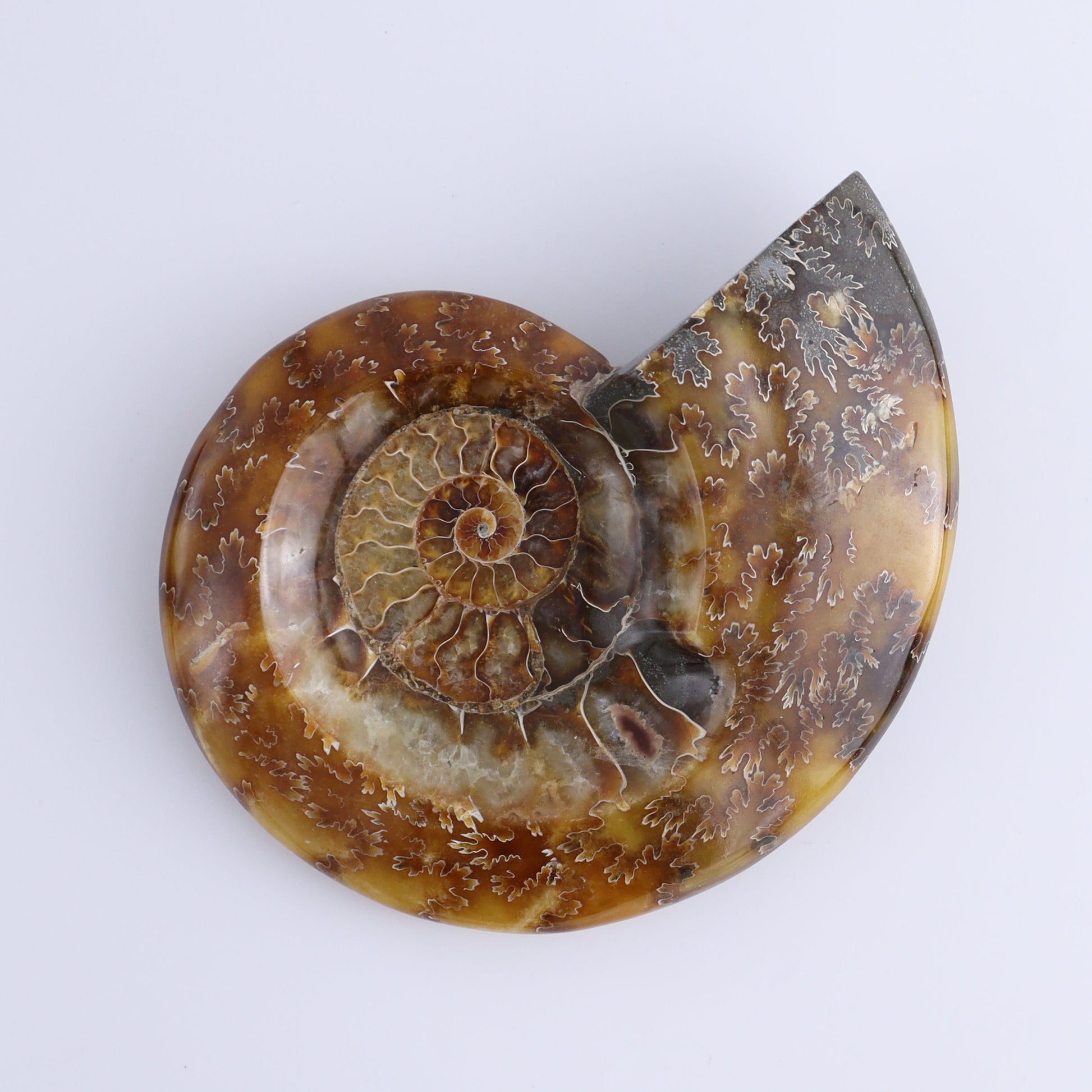 Ammonite Bowls Set of 4 - Expert Wholesale and Supplier of Wholesale Crystals & Bulk Gemstones, ["Ammonite","close_30","Madagascar","shells"]