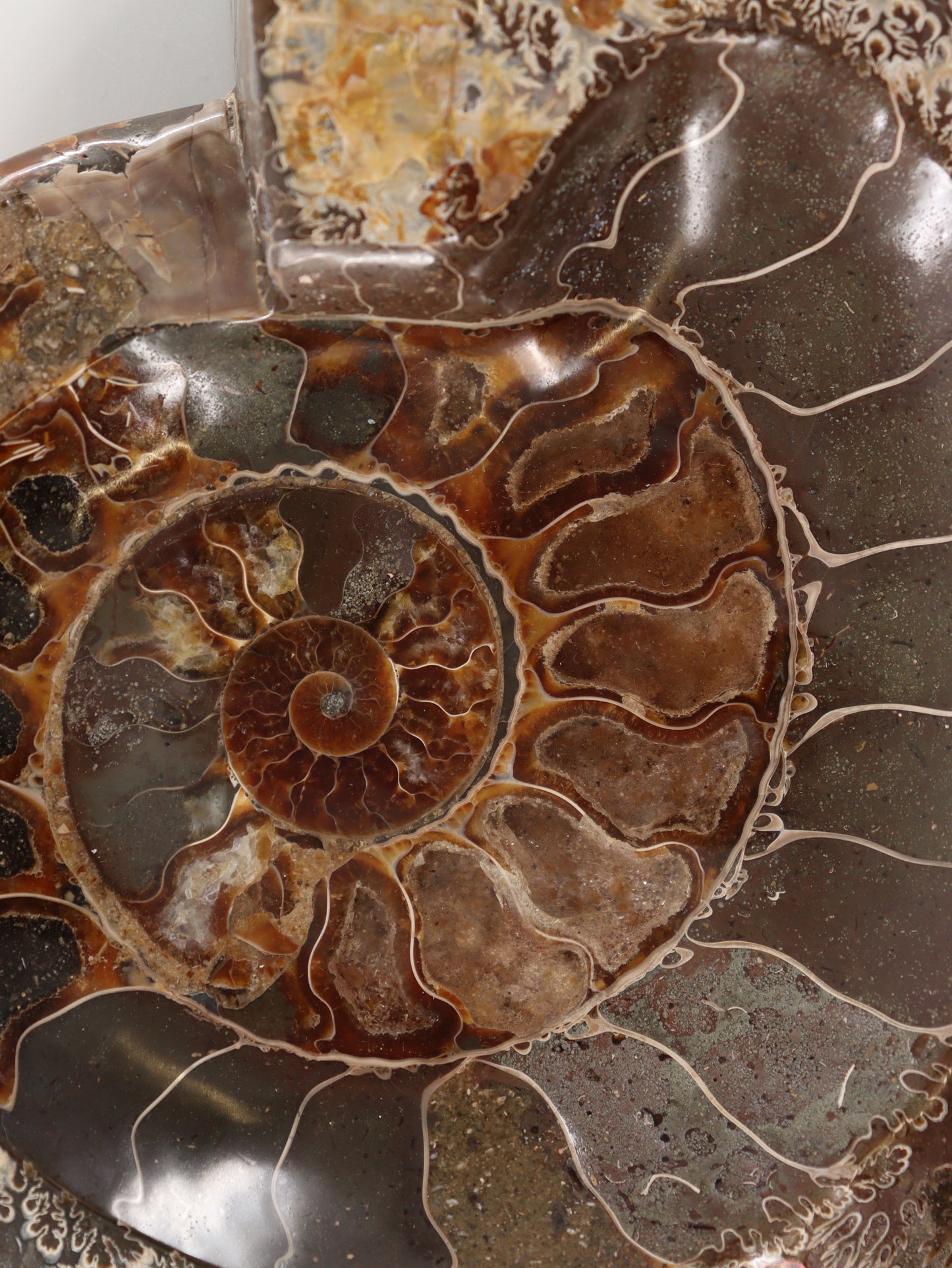 Ammonite Bowl - Expert Wholesale and Supplier of Wholesale Crystals & Bulk Gemstones, []