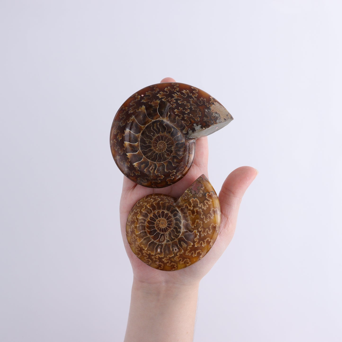 Ammonite Shell Set of 6 - Expert Wholesale and Supplier of Wholesale Crystals & Bulk Gemstones, ["Ammonite","shells"]