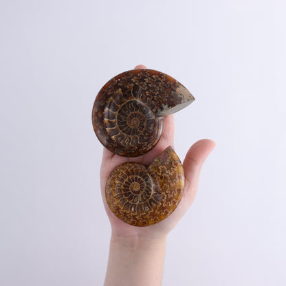 Ammonite Shell Set of 6 - Expert Wholesale and Supplier of Wholesale Crystals & Bulk Gemstones, ["Ammonite","shells"]