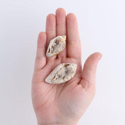 Crystalized Shells Set of 4