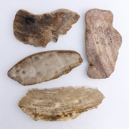 Petrified Wood Slices & Slabs Set of 4