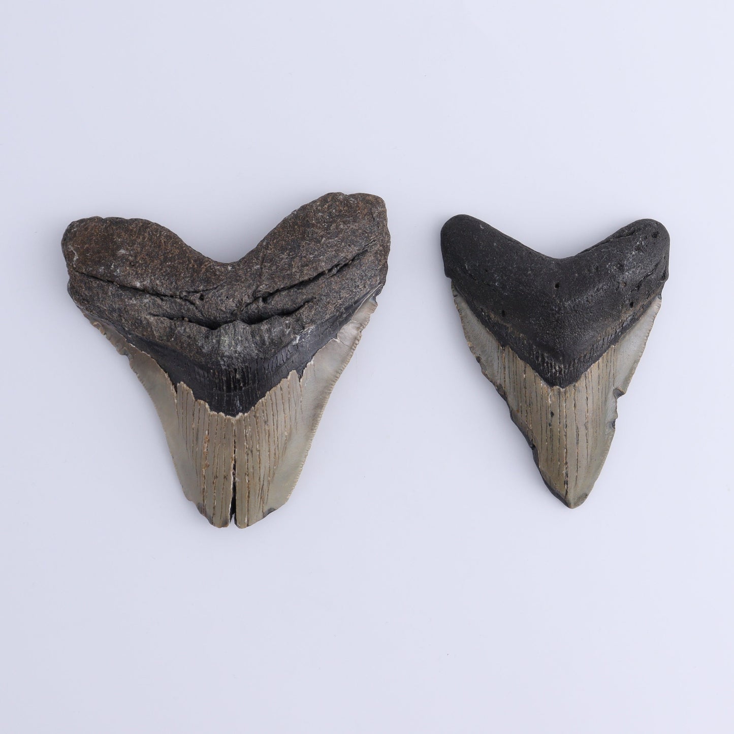 Megalodon Teeth Set of 2 - Expert Wholesale and Supplier of Wholesale Crystals & Bulk Gemstones, ["Megalodon Teeth","United States"]