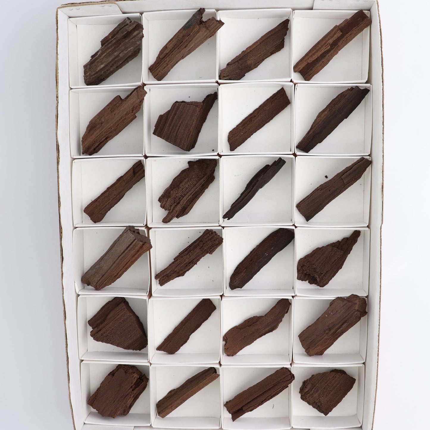 Permineralized Wood Flat of 24