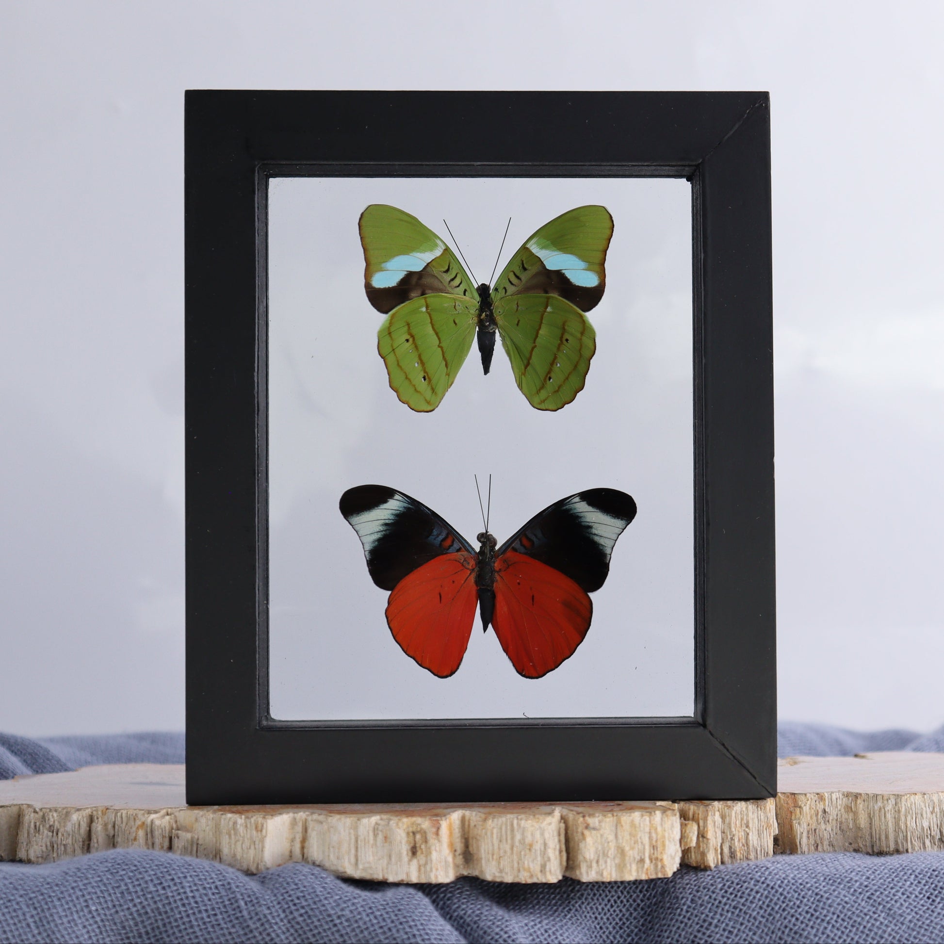 Butterfly Specimens Shadowbox Set of 5 - Expert Wholesale and Supplier of Wholesale Crystals & Bulk Gemstones, ["Butterflies","Butterfly Specimens","Peru","Shadowbox"]