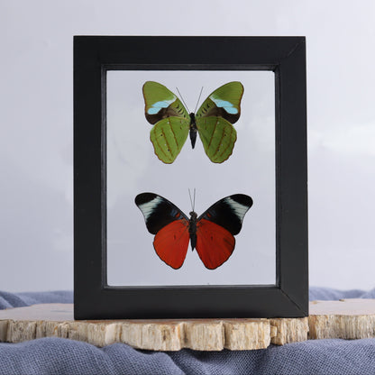 Butterfly Specimens Shadowbox Set of 5 - Expert Wholesale and Supplier of Wholesale Crystals & Bulk Gemstones, ["Butterflies","Butterfly Specimens","Peru","Shadowbox"]