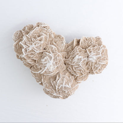 Desert Rose Set of 2