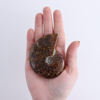 Ammonite Shells Set of 5