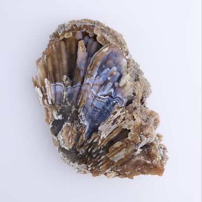 Agatized Coral Flat - Expert Wholesale and Supplier of Wholesale Crystals & Bulk Gemstones, ["Agate","Agatized Coral","Coral","United States"]