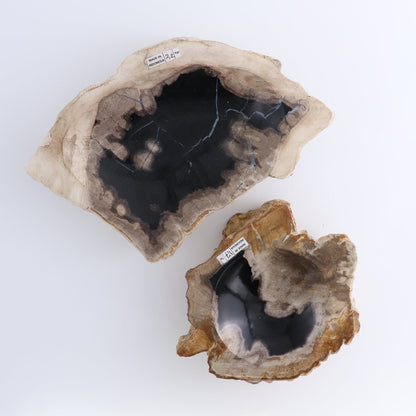 One Small Petrified Wood Brown & Black Rough Bowl