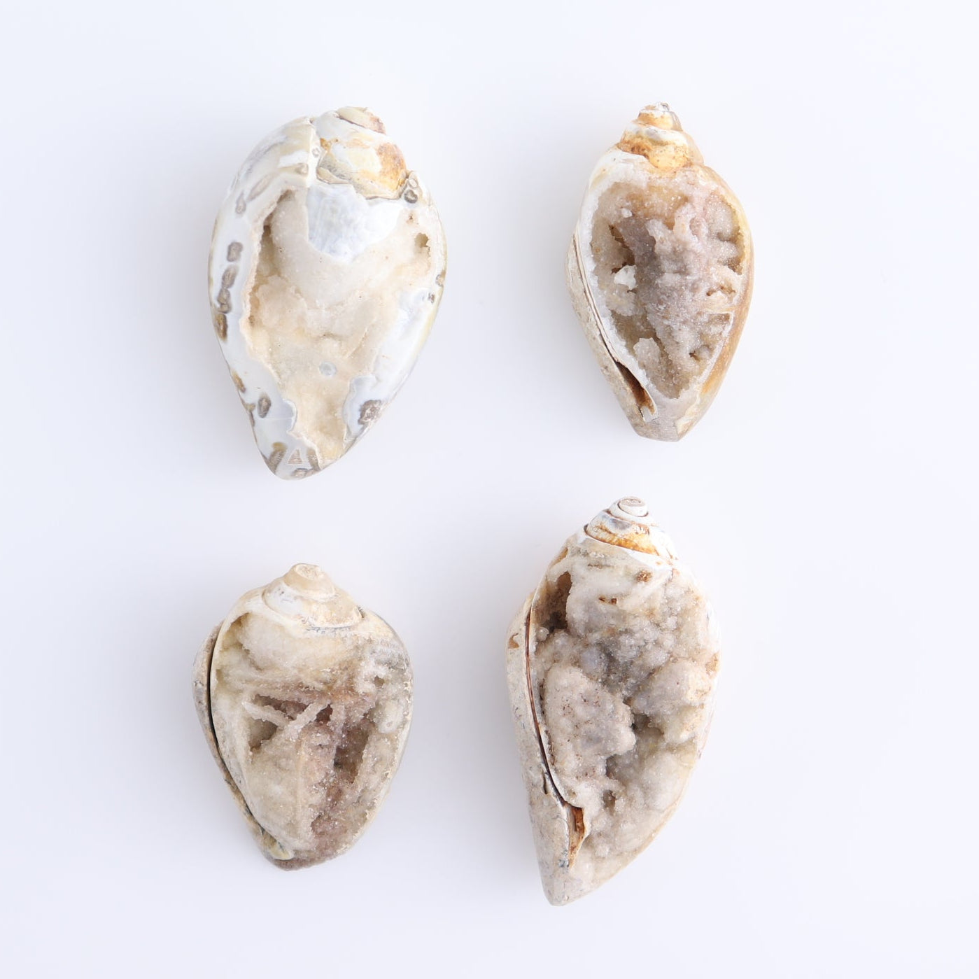 Crystalized Shells Set of 4