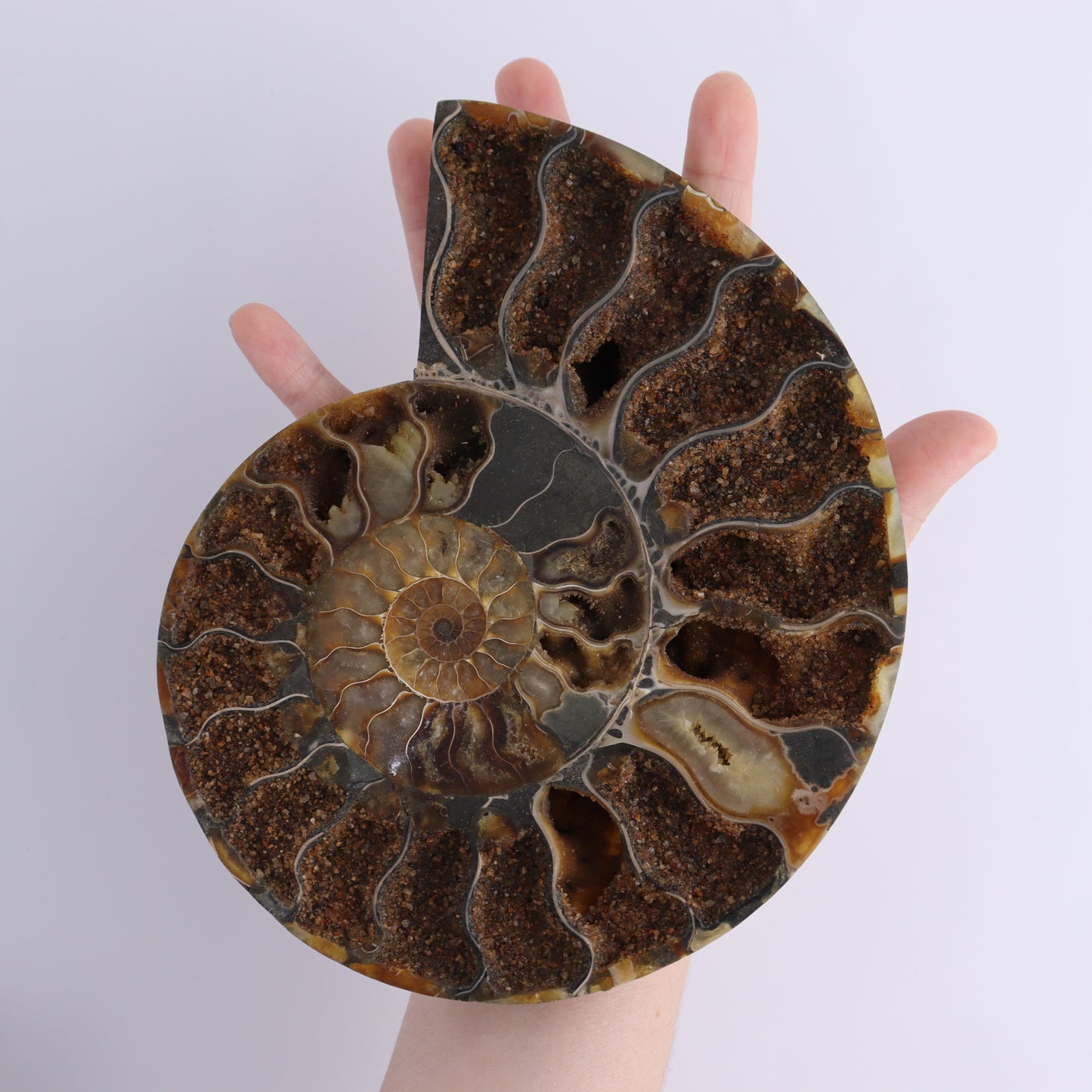 Ammonite Pair - Expert Wholesale and Supplier of Wholesale Crystals & Bulk Gemstones, ["Ammonite","Madagascar","shells"]