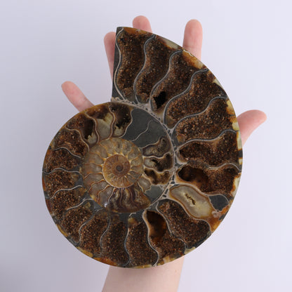 Ammonite Pair - Expert Wholesale and Supplier of Wholesale Crystals & Bulk Gemstones, ["Ammonite","Madagascar","shells"]
