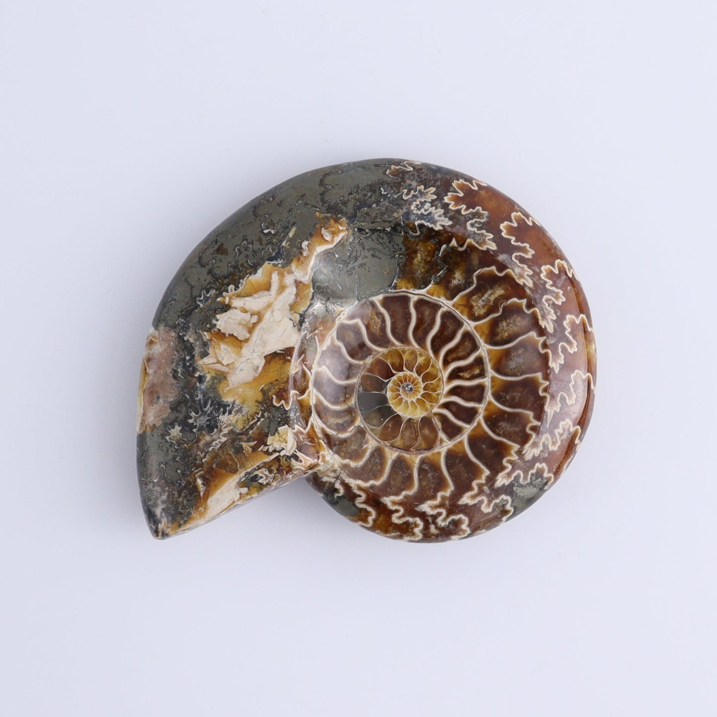 Ammonite Bowls Set of 4 - Expert Wholesale and Supplier of Wholesale Crystals & Bulk Gemstones, ["Ammonite","close_30","Madagascar","shells"]