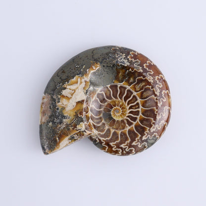 Ammonite Bowls Set of 4 - Expert Wholesale and Supplier of Wholesale Crystals & Bulk Gemstones, ["Ammonite","close_30","Madagascar","shells"]