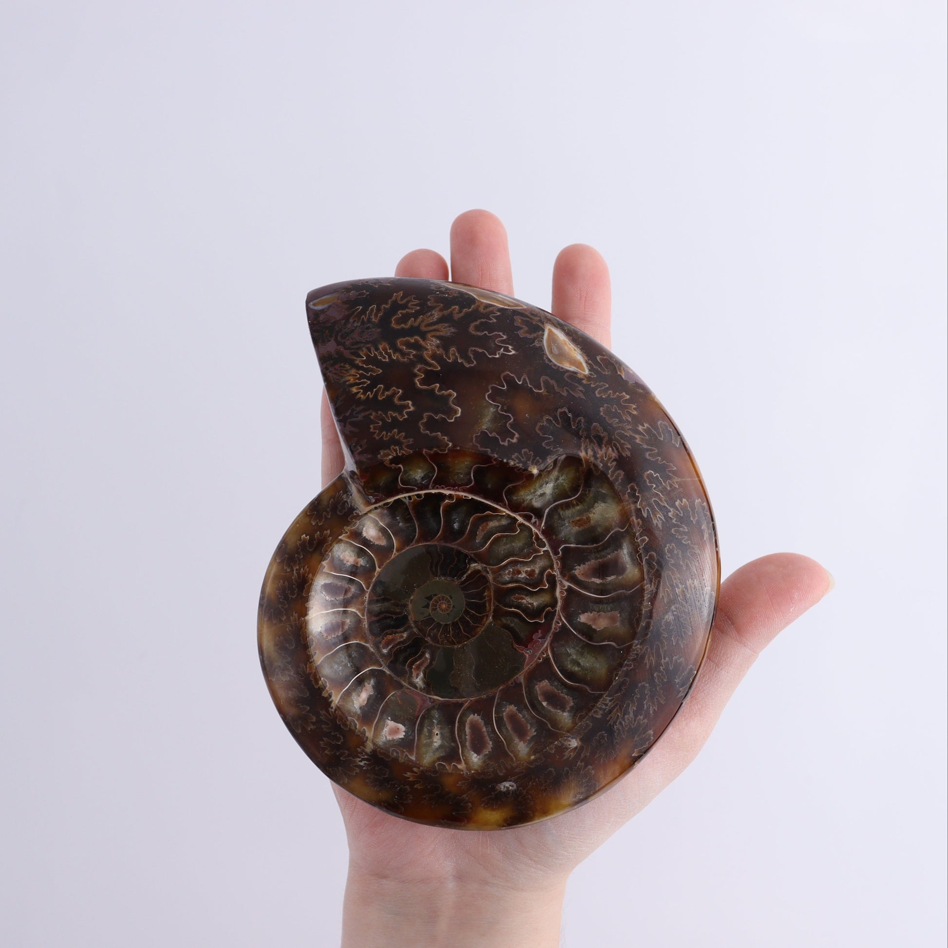 Ammonite Shell Set of 6 - Expert Wholesale and Supplier of Wholesale Crystals & Bulk Gemstones, ["Ammonite","shells"]