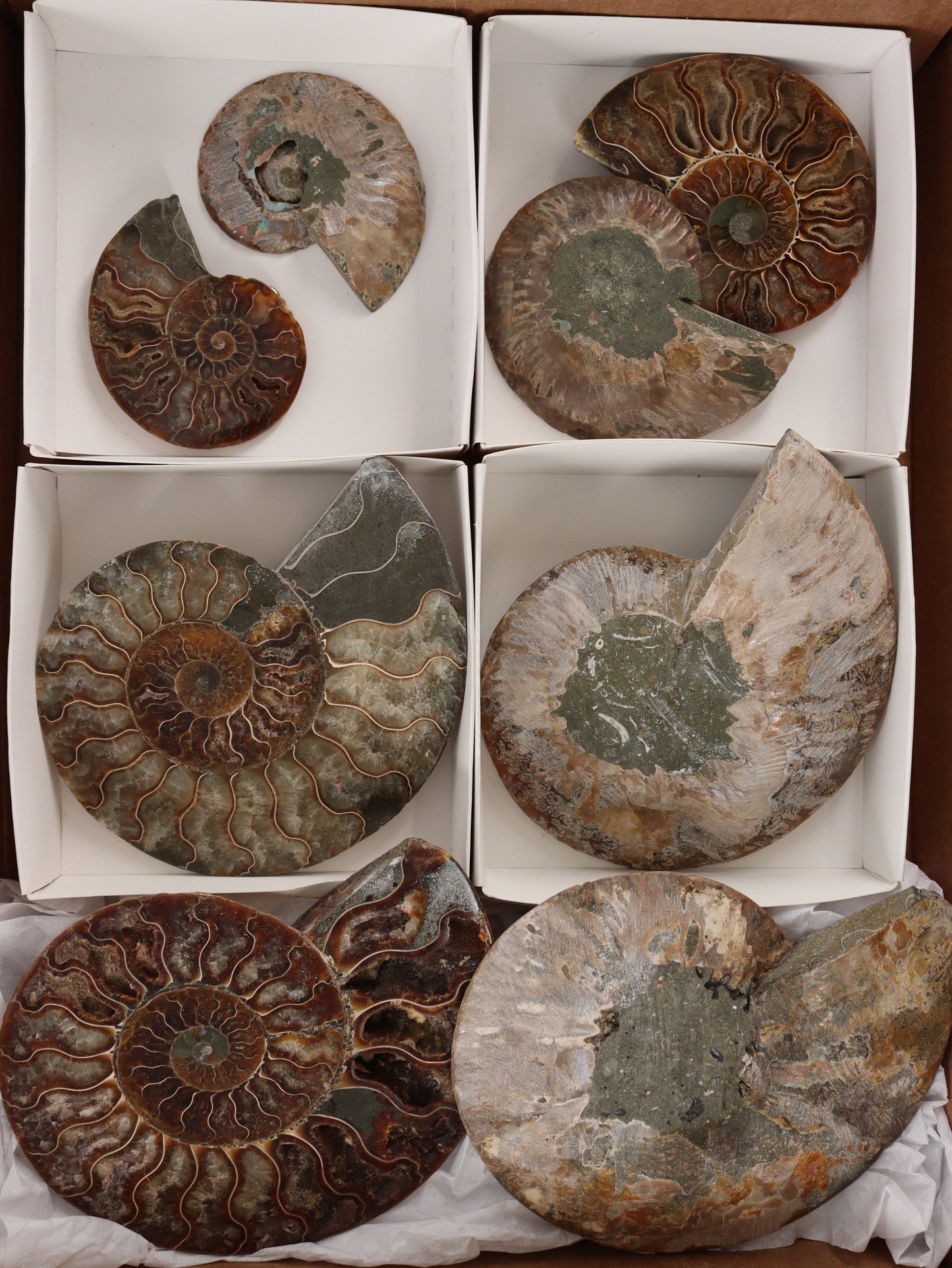 Ammonite Pairs Set of 4